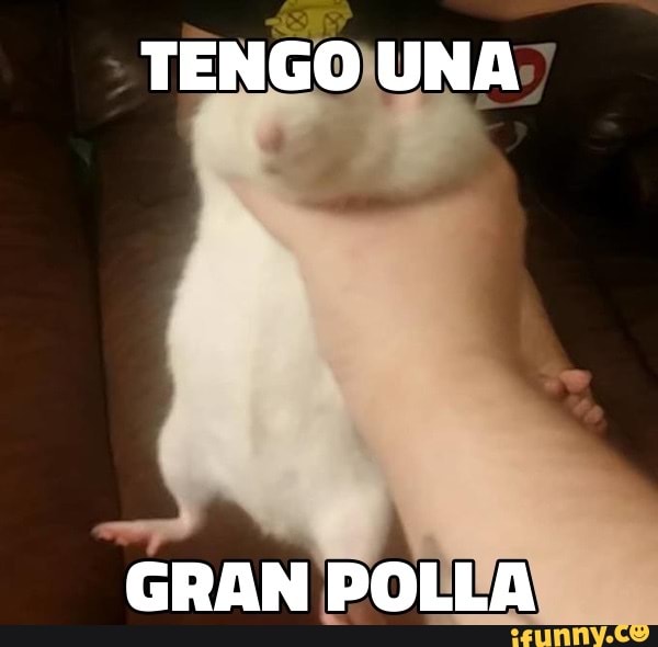Polla memes. Best Collection of funny Polla pictures on iFunny