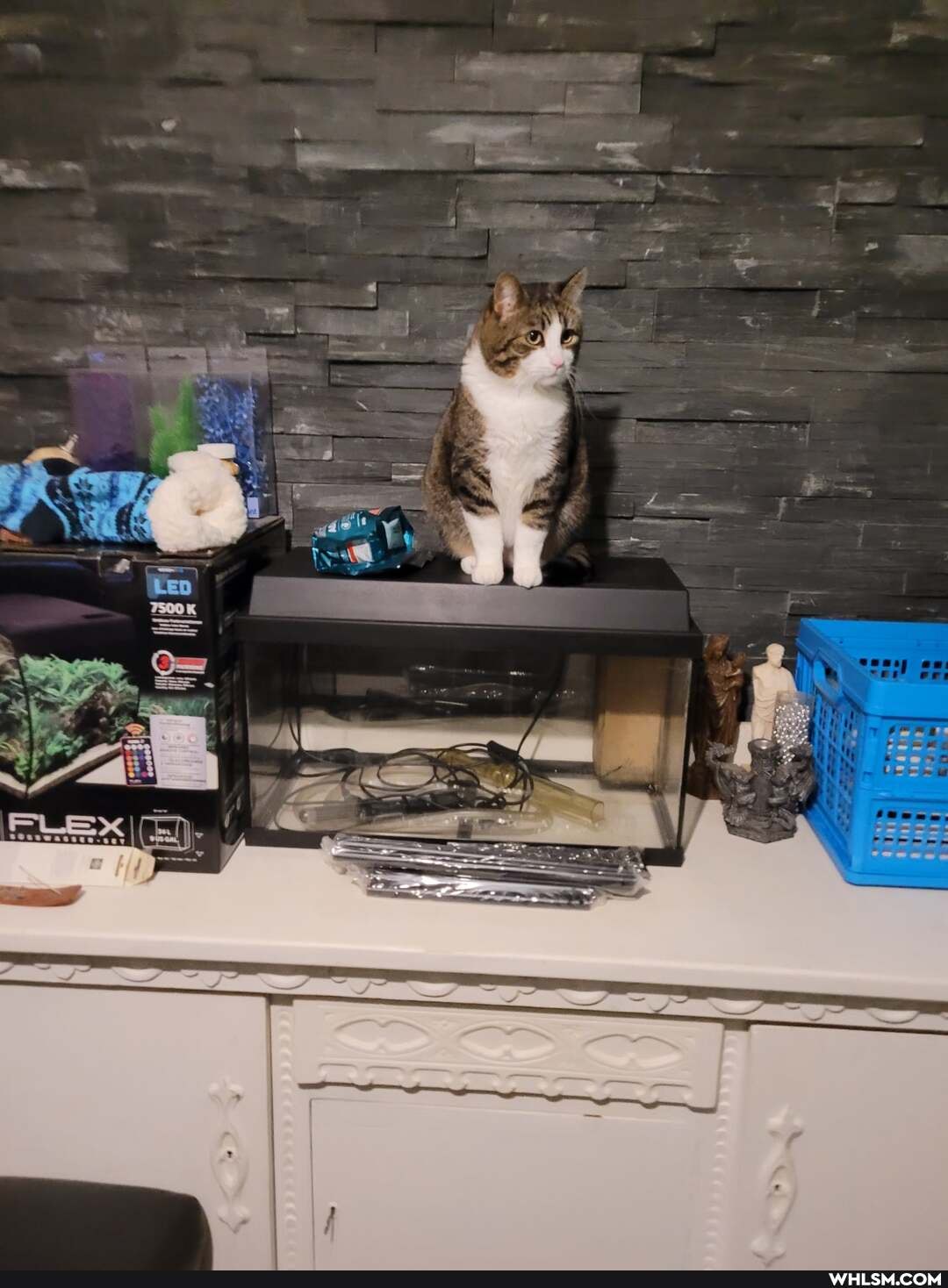 cat, cats, aquarium
