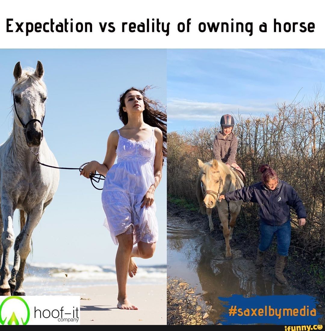 Expectation vs reality of owning a horse
