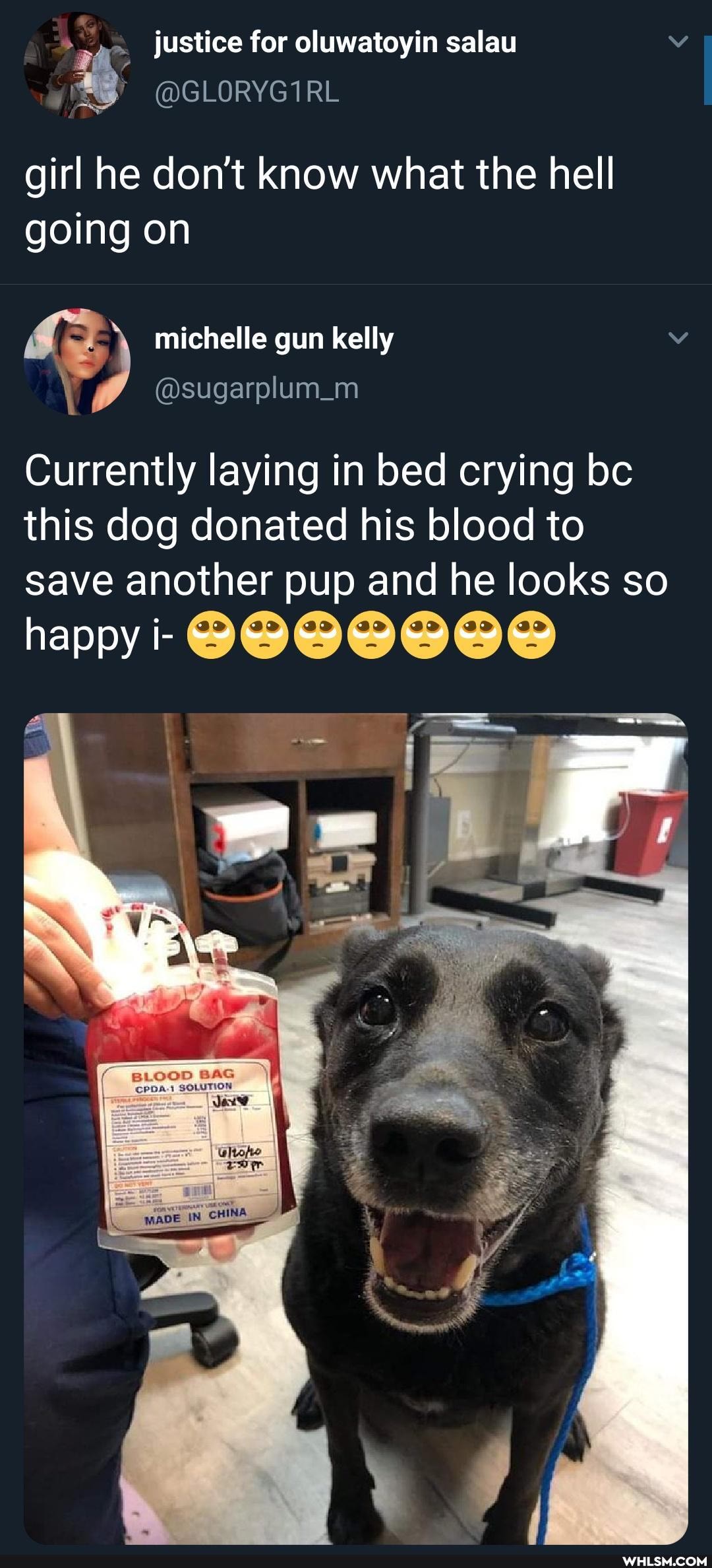 justice for oluwatoyin salau
AS
girl he don't know what the hell going on
michelle gun kelly
Currently laying in bed crying bc this dog donated his blood to save another pup and he looks so
happy
ff
