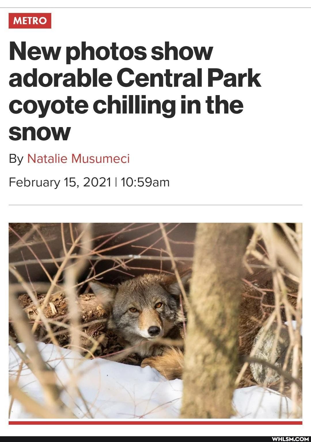 New photos show adorable Central Park coyote chilling in the snow
By Natalie Musumeci
February 15, 20211