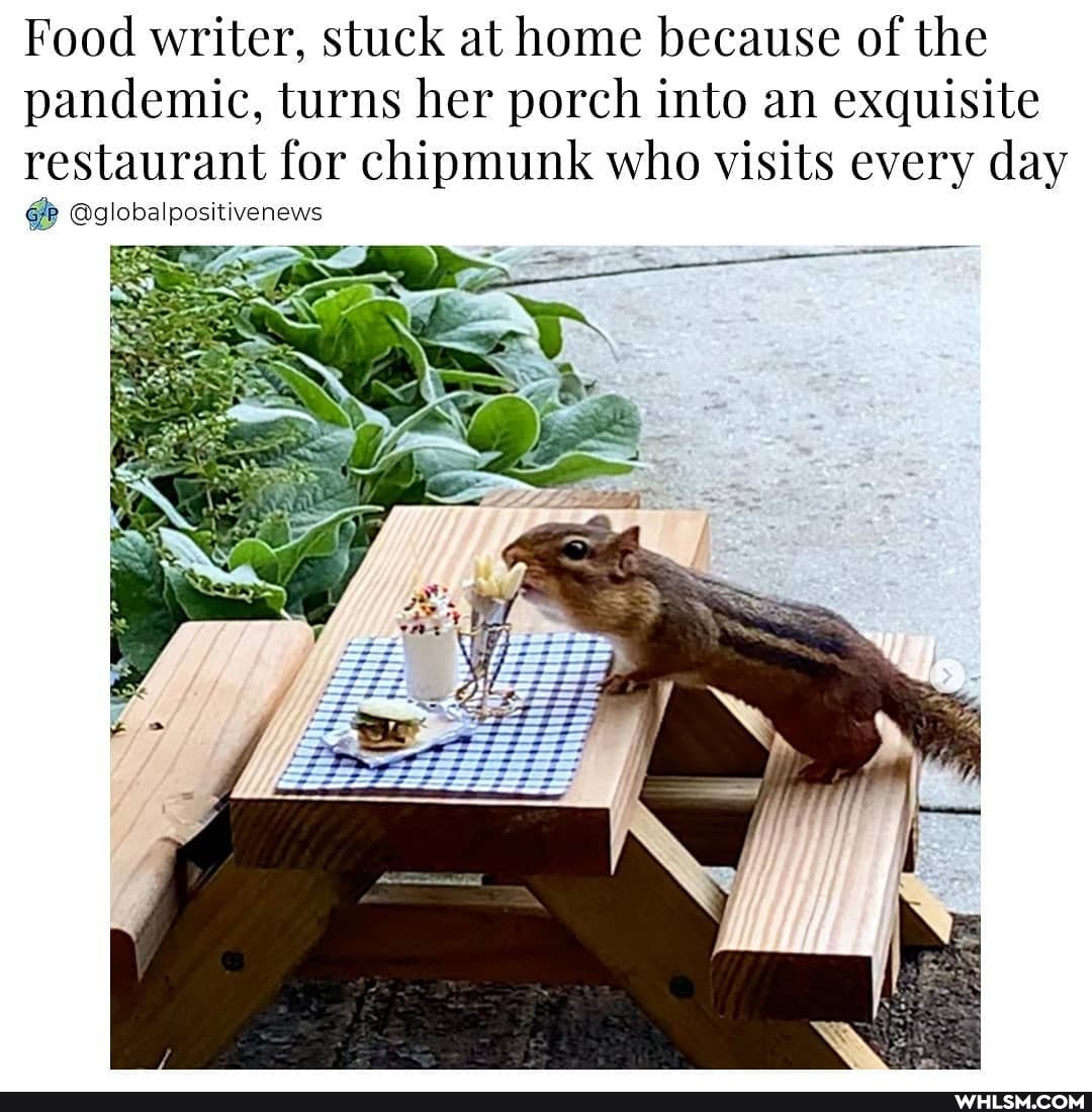 Food writer, stuck at home because of the pandemic, turns her porch into an exquisite restaurant for chipmunk who visits every day
@globalpositivenews