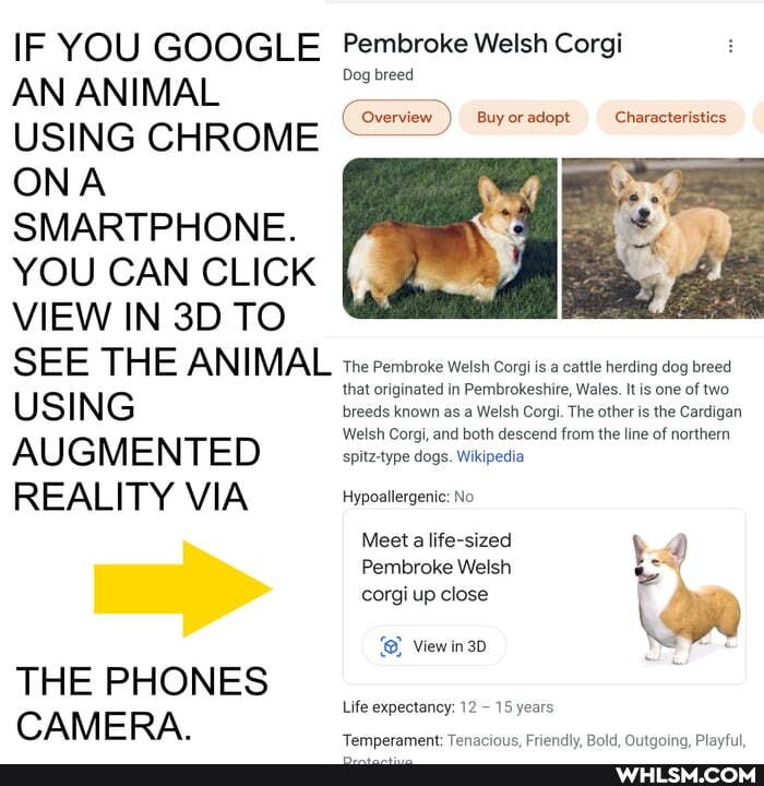 IF YOU GOOGLE Pembroke Welsh Corgi
AN ANIMAL
USING CHROME ONA SMARTPHONE.
YOU CAN CLICK VIEW IN TO SEE THE ANIMAL The Pembroke Welsh Corgi is a cattle herding dog breed
USING AU G M E NTE D Corgi, and both descend from the line of northern
REALITY VIA Hypoallergenic: No
Meet a life-sized 4)
Pembroke Welsh corgi up close
View in
Lite expectancy
THE PHONES CAMERA.