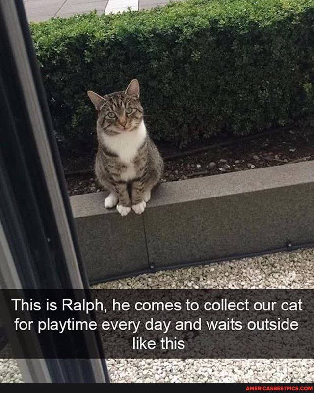 This is Ralph, he comes to collect our cat for playtime every day and waits outside like this