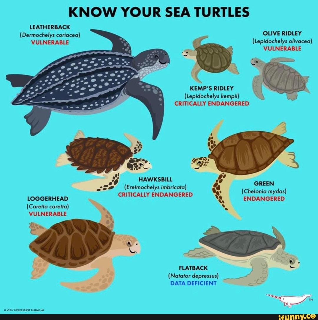 KNOW YOUR SEA TURTLES LEATHERBACK (Dermochelys coriocea) OLIVE RIDLEY ...