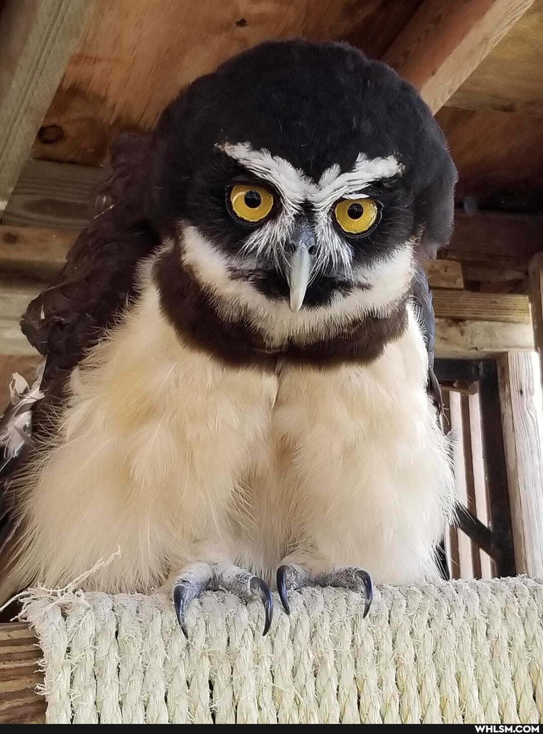 superbowl, birb, aww