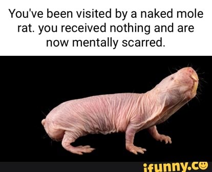 You Ve Been Visited By A Naked Mole Rat You Received Nothing And Are