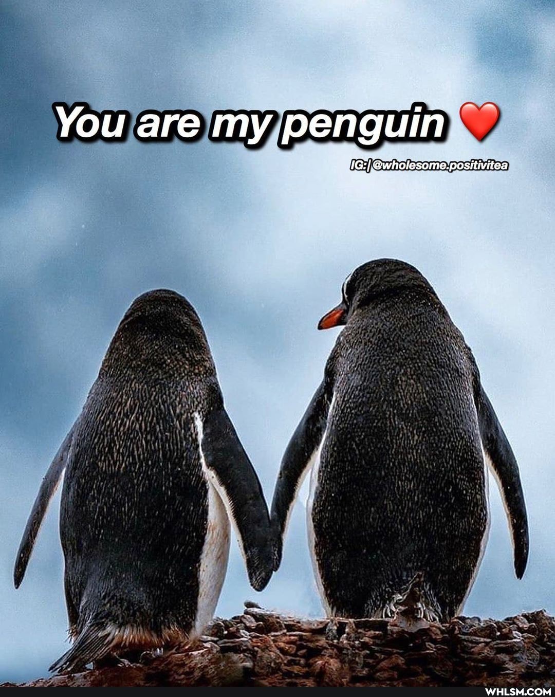 You are my penguin