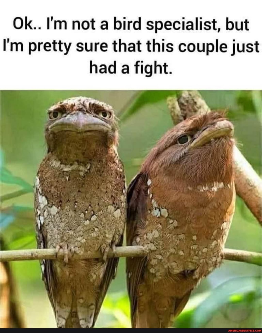 Ok.. I'm not a bird specialist, but
I'm pretty sure that this couple just had a fight.
AF