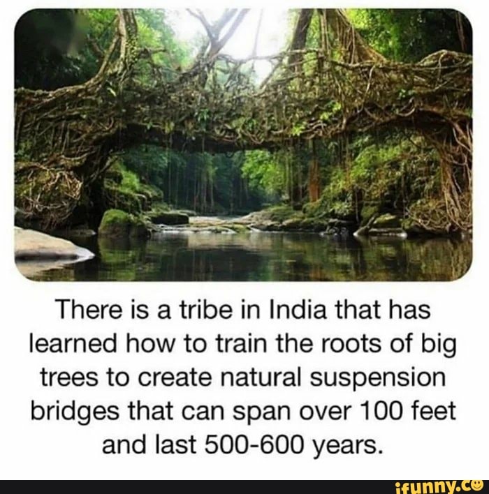 There is a tribe in India that has
learned how to train the roots of big
trees to create natural suspension
bridges that can span over 100 feet
and last 500-600 years.