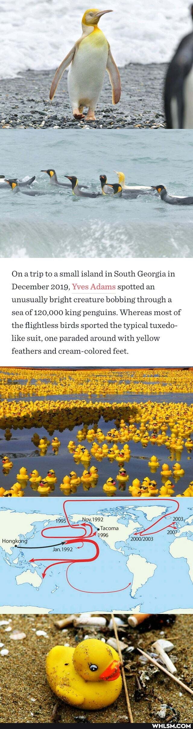 On trip to a small island in South Georgia in
December 2019, Yves Adams spotted an unusually bright creature bobbing through a sea of 120,000 king penguins, Whereas most of the flightless birds sported the typical tuxedo- like suit, one paraded around with yellow feathers and cream-colored feet.
1992
1996
Jan.1992