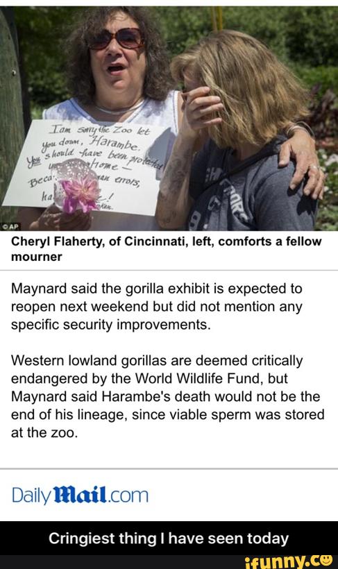 Maynard said the gorilla exhibit is expected to
reopen next weekend but did not mention any
specific security improvements.
Western lowland gorillas are deemed critically
endangered by the World Wildlife Fund, but
Maynard said Harambe‘s death would not be the
end of his lineage, since viable sperm was stored
at the zoo. - Cringiest thing I have seen today