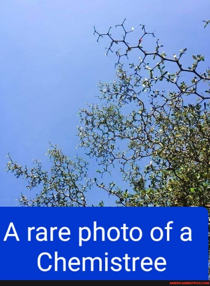 A rare photo of
Chemistree