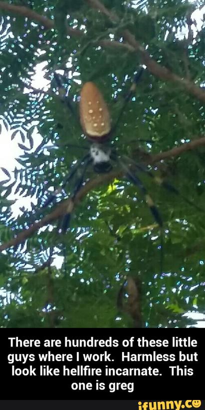 There are hundreds of these little
guys where I work. Harmless but
look like hellfire incarnate. This
one is greg - There are hundreds of these little guys where I work. Harmless but look like hellfire incarnate. This one is greg