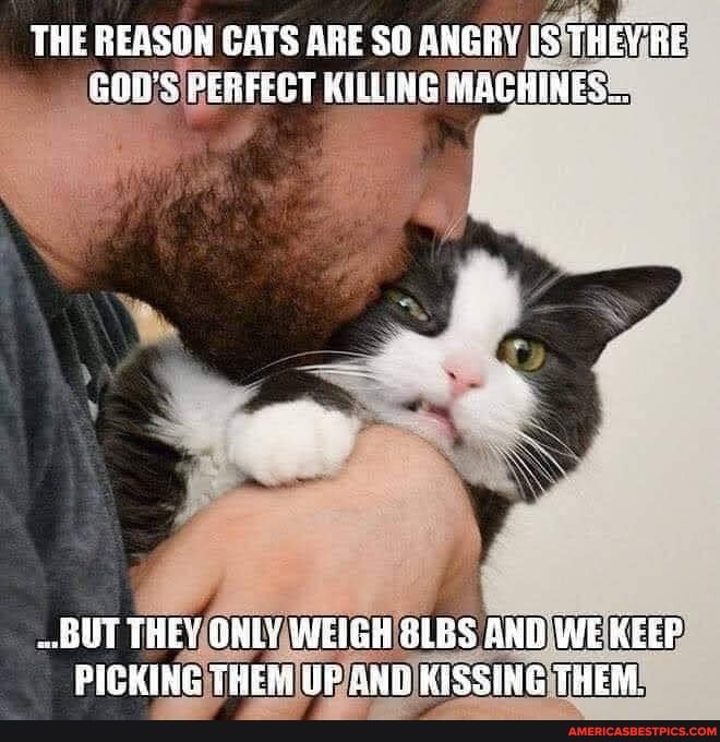 THE REASON CATS ARE SO ANGRY .IS THEY GOW'S PERFECT RILLING MACHINES...
GUT THEY ONLY WEIGH SUBS AND WE KEEP PICKING THEM UF KISSING THEM,