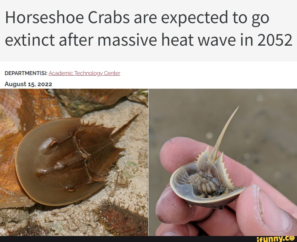 Horseshoe Crabs are expected to go extinct after massive heat wave in