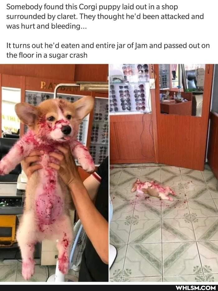 Somebody found this Corgi puppy laid out in shop surrounded by claret. They thought he'd been attacked and was hurt and bleeding
It turns out he'd eaten and entire jar of Jam and passed out on the floor in a sugar crash