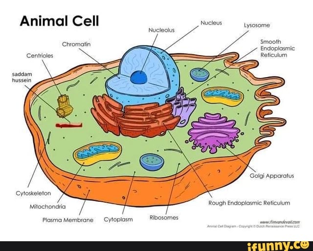 Nucleus Animal Cell Lysosome Nucleolus Smooth Endoplasmic Reticulum ...