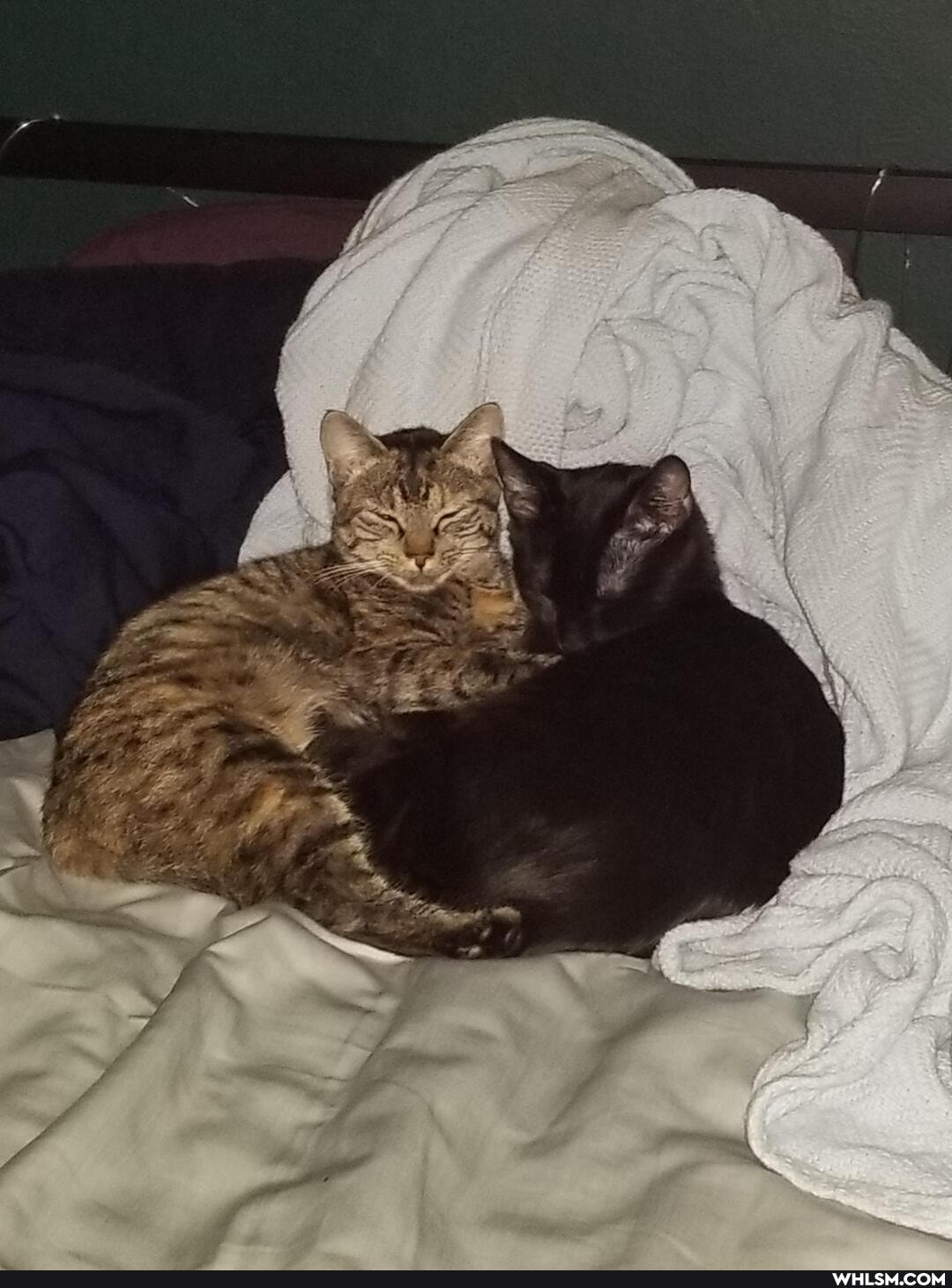 aww, cat