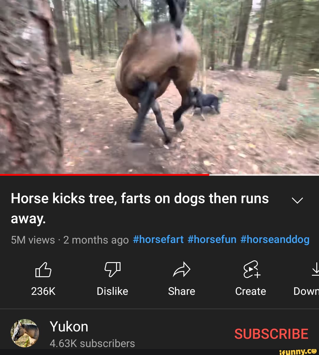 Horse kicks tree, farts on dogs then runs away. views 2 months ago 