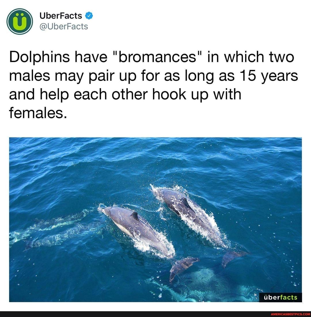 UberFacts
@UberFacts
Dolphins have "bromances" in which two
males may pair up for as long as 15 years and help each other hook up with females.
Uberfacts