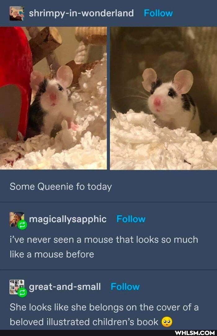 shrimpy-in-wonderland Follow
Some Queenie fo today
} magicallysapphic Follow
NY
i've never seen a mouse that looks so much like a mouse before
Follow
She looks like she belongs on the cover of a halaved jetrated childran'e han an