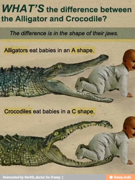 WHAT'S the difference between the Alligator and Crocodile? The