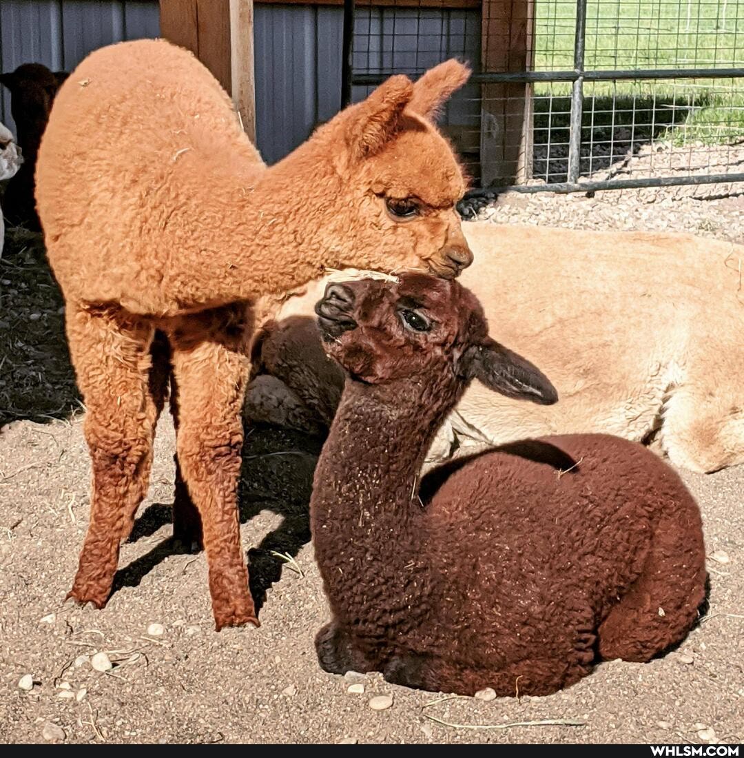 alpaca, aww, baby_animals