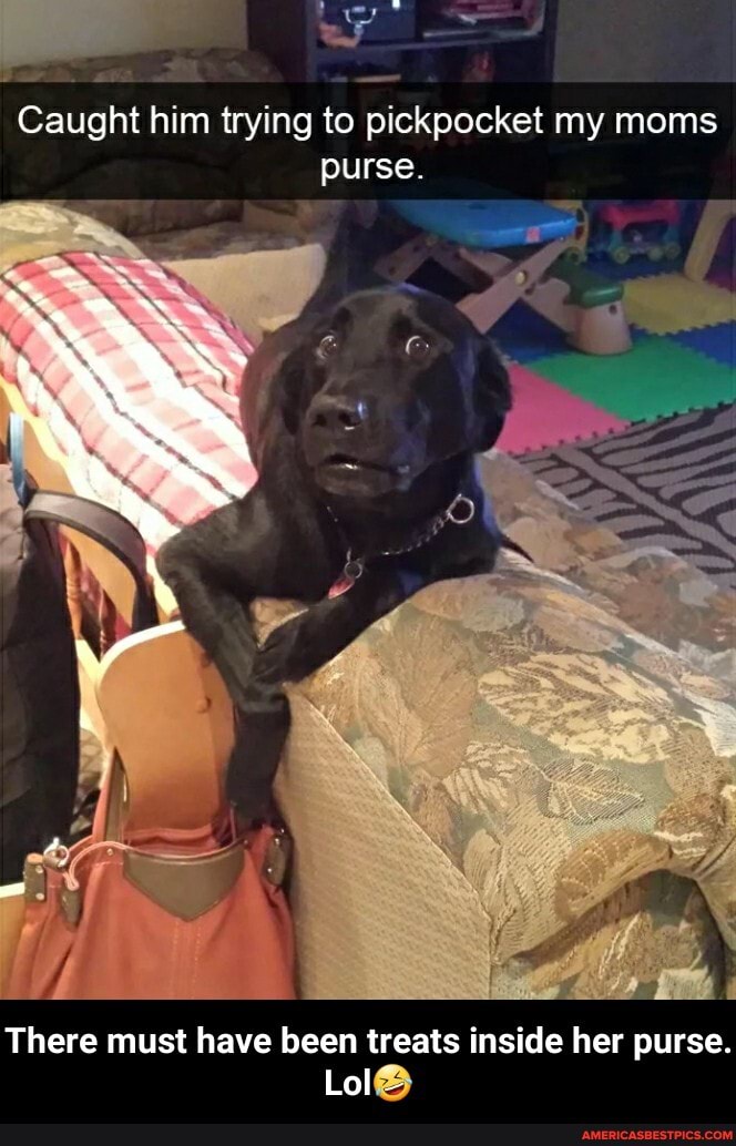 Caught him trying to pickpocket my moms purse.
There must have been treats inside her purse.
Lol - There must have been treats inside her purse. Lol🤣