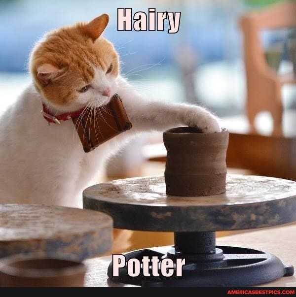 AH aly
Potter