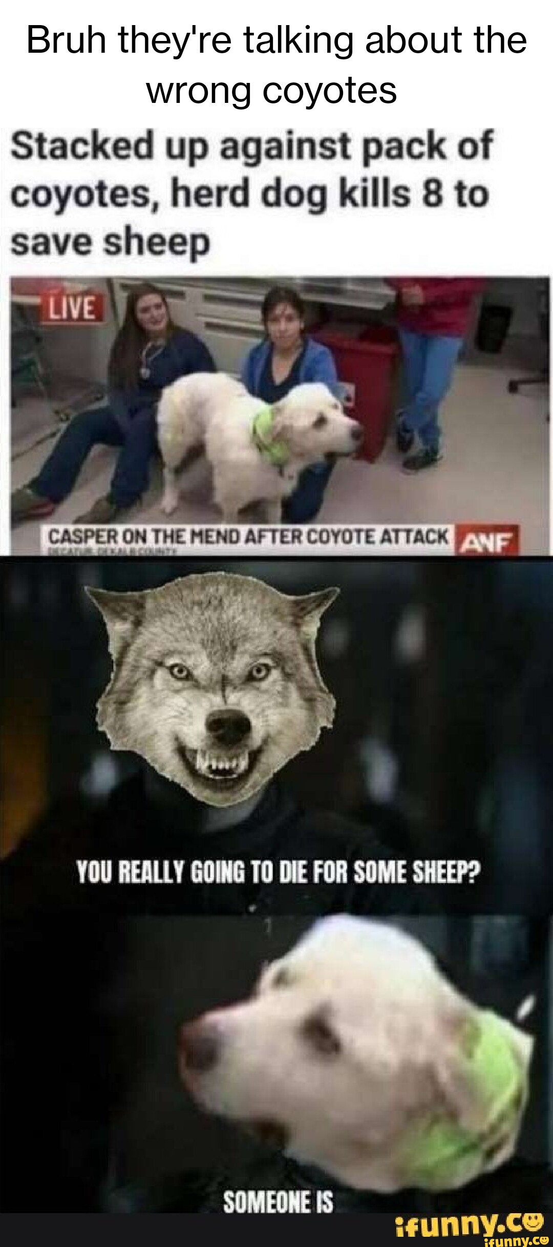 Bruh they're talking about the wrong coyotes Stacked up against pack of