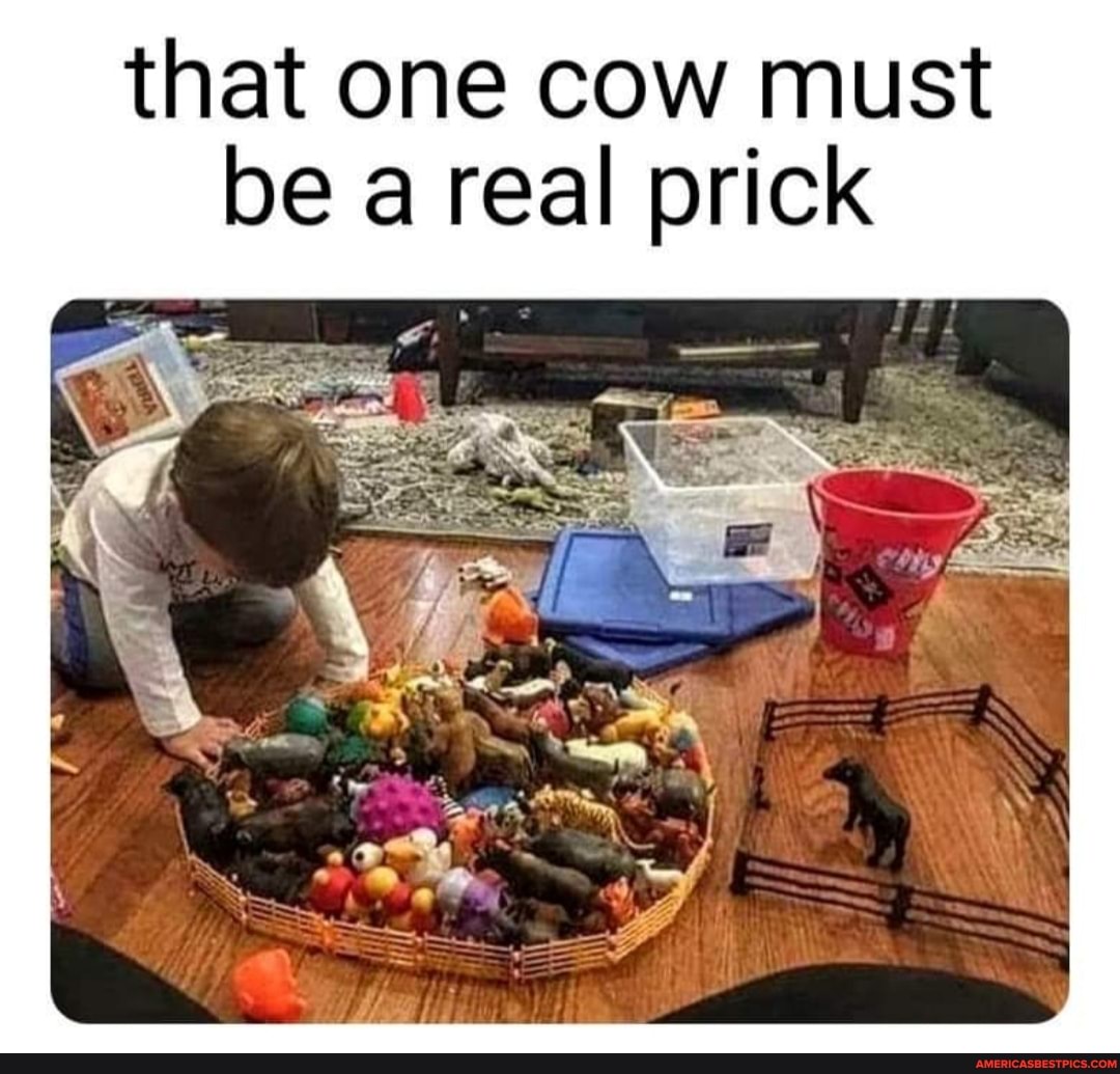 that one cow must be a real prick