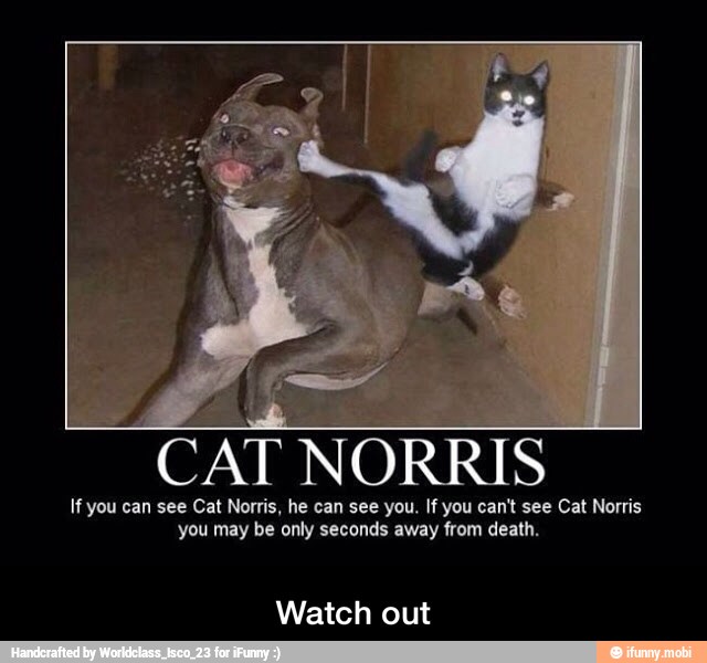 A
AT NORRIS
If you can see Cat Norris, he can see you. If you can't see Cat Norris
you may be only seconds away from death.
Watch out - Watch out
