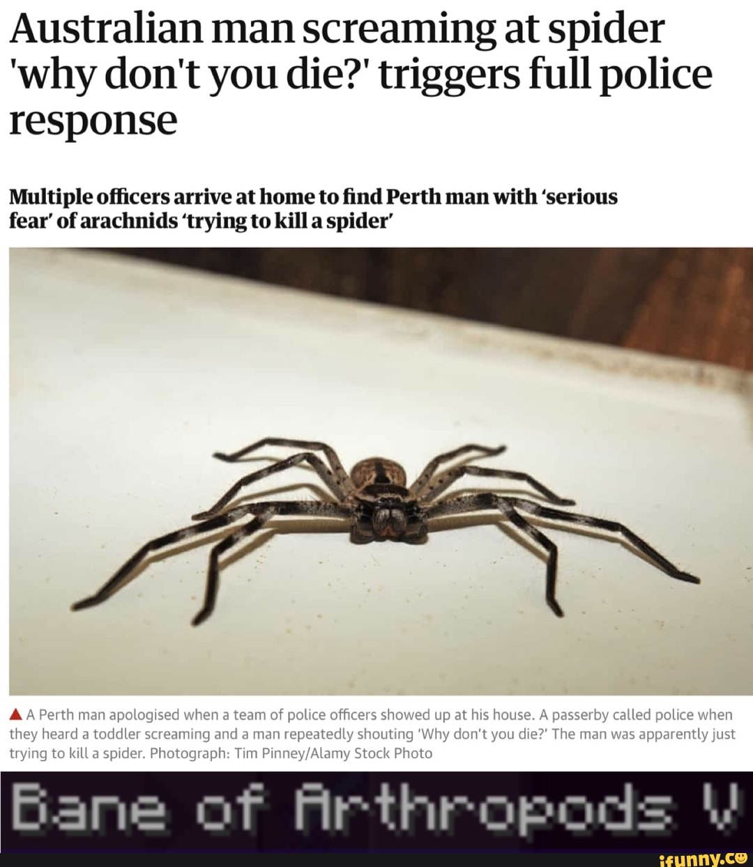 Australian man screaming at spider 'why don't you die?' triggers