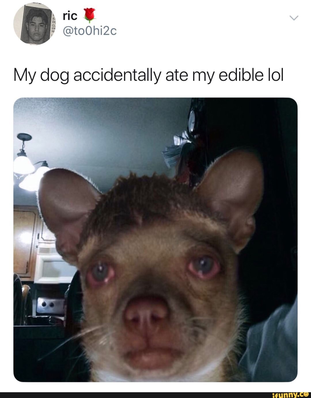 My Dog Accidentally Ate Edible Ioi Liv Ifunny Dog Accidentally Ate My Edible Ioi Liv
