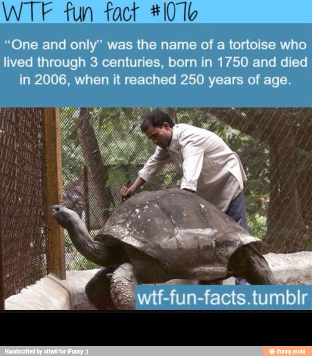 WTF fun fact #10 Ib -