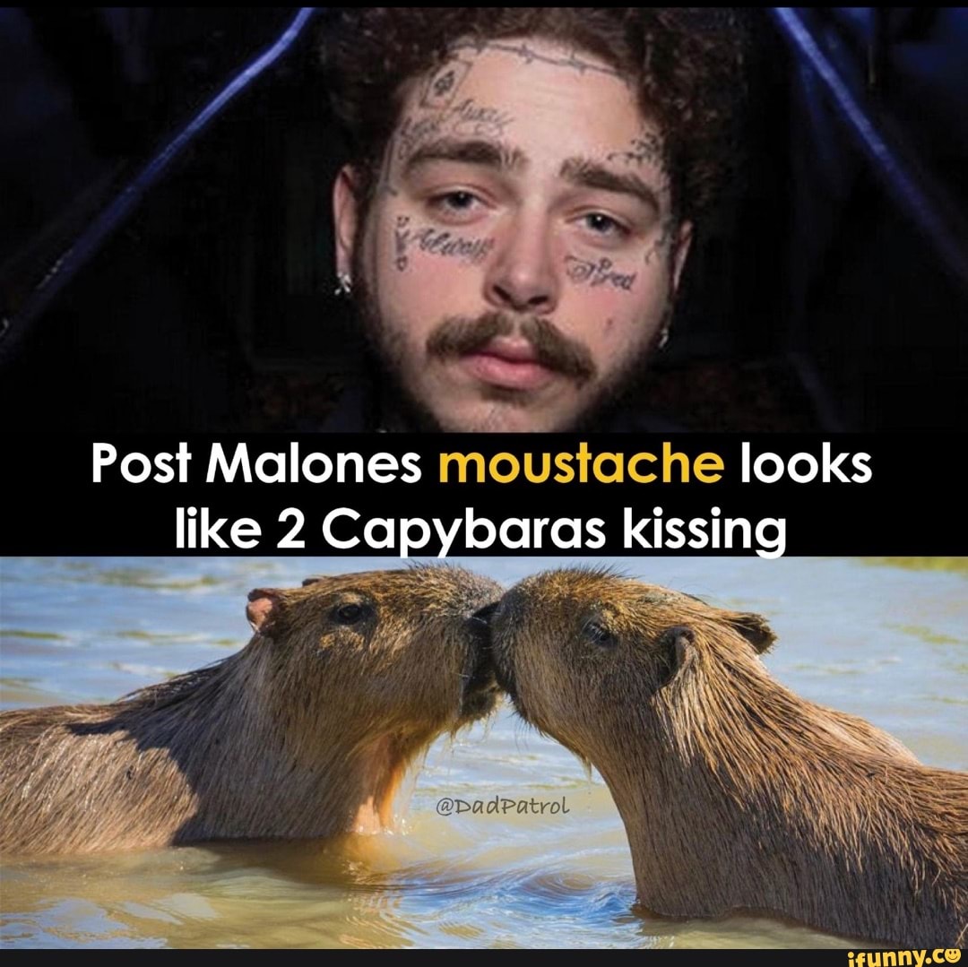 Post Malones Moustache Looks Like 2 Capybaras Kissing Ifunny 