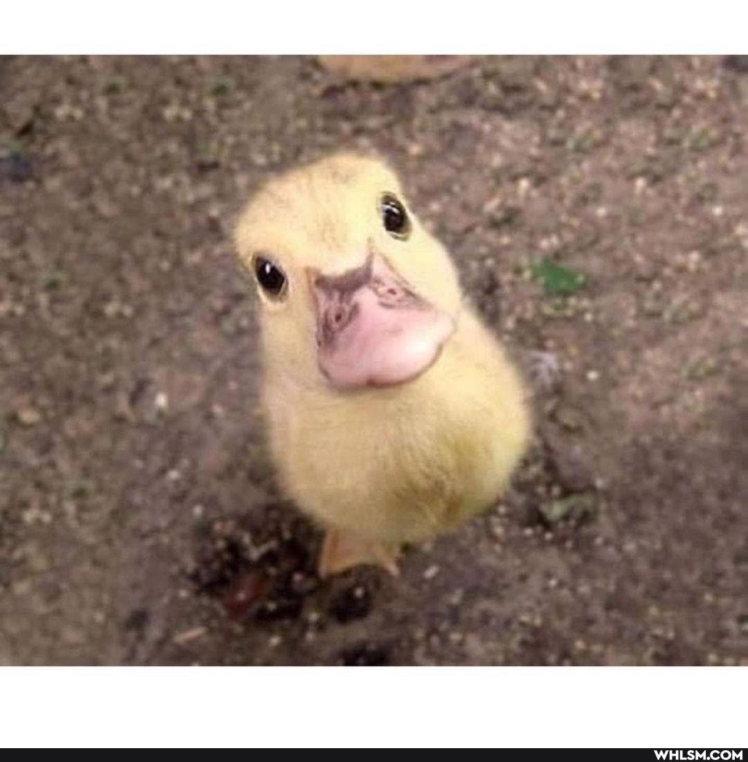 aww