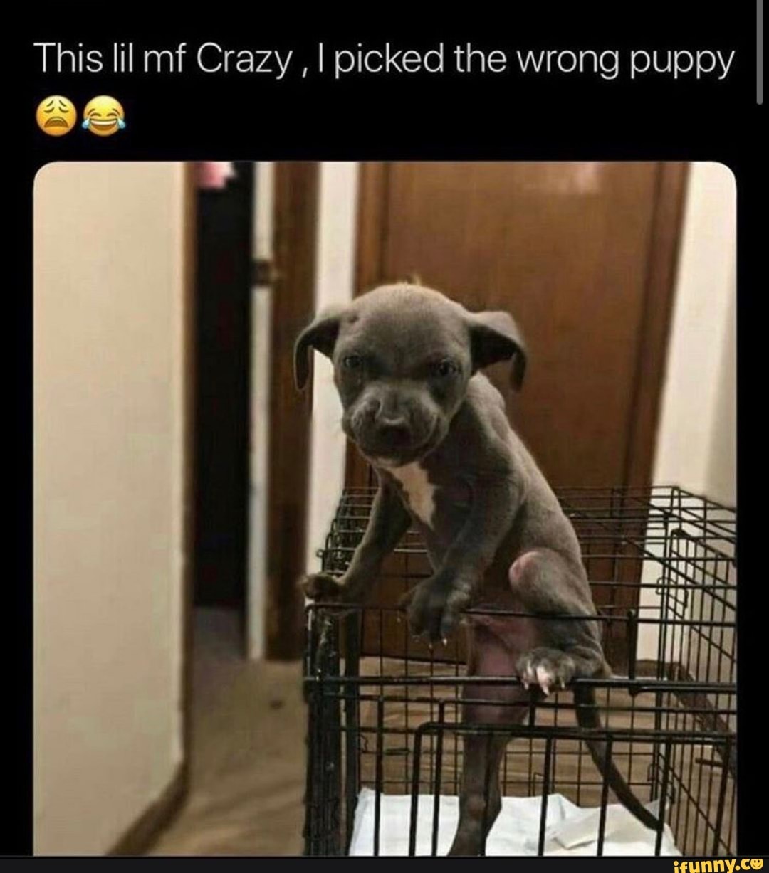 This lil mf Crazy , I picked the wrong puppy
LR