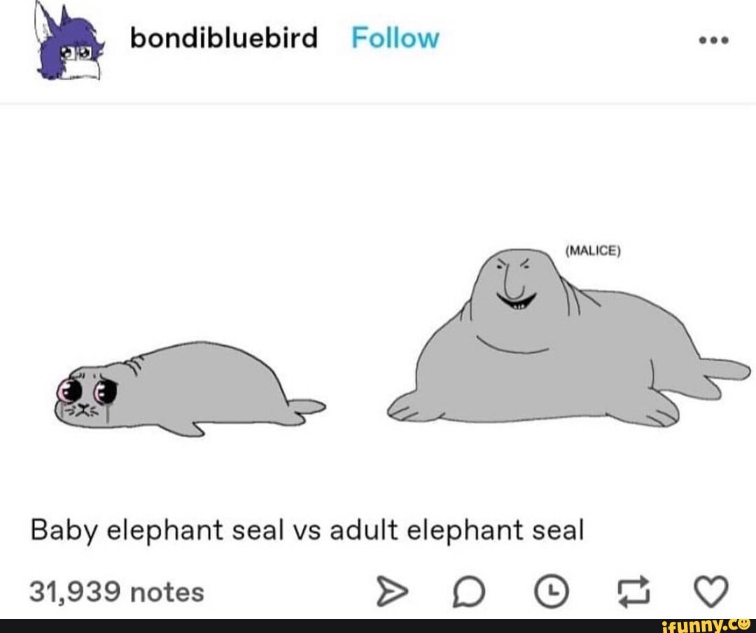 Bondibluebird Follow Baby elephant seal vs adult elephant seal 31,939