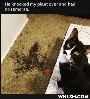 He knocked my plant over and had no remorse.