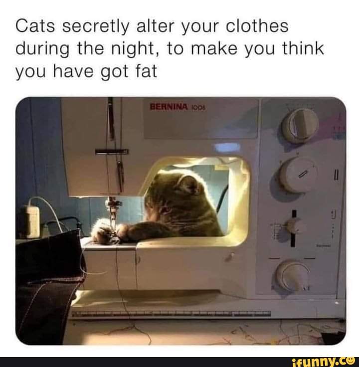 Cats secretly alter your clothes during the night, to make you think