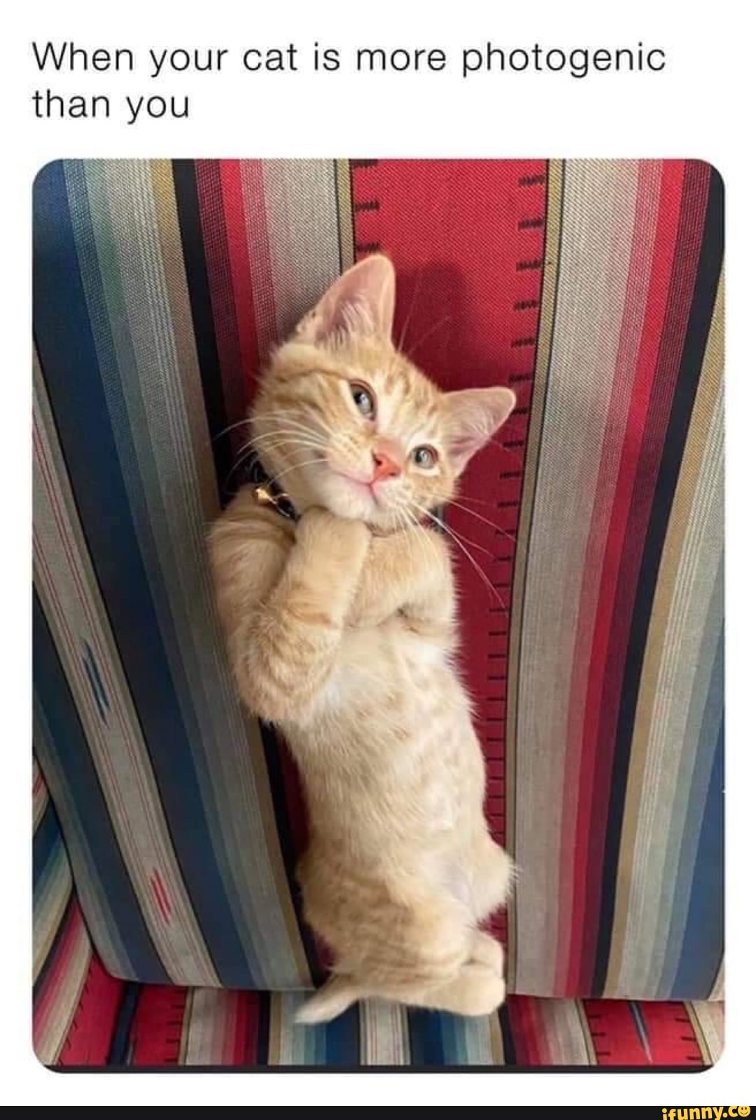 When your cat is more photogenic than you - iFunny