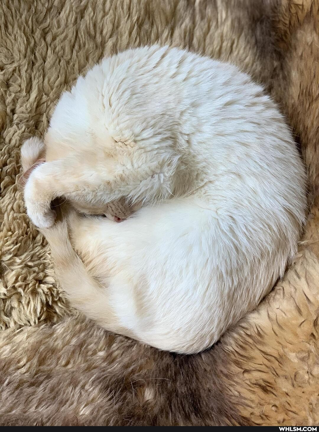 fuzzy, caturday, cats, ww, sss