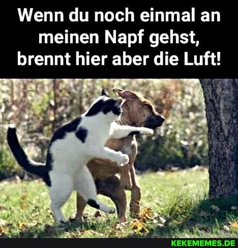 Wenn du noch einmal an meinen Napf gehst, brennt hier aber die Luft!