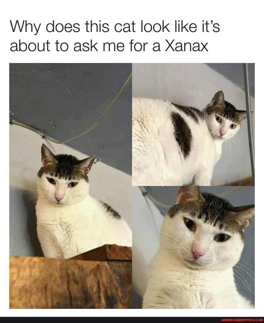 Why does this cat look like it's about to ask me for a Xanax America