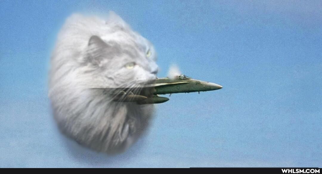 funny, cat, photoshop, lol