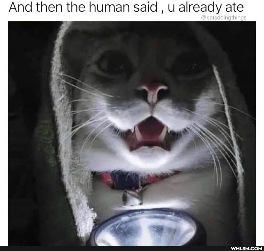 And then the human said , u already ate
@catsdoingthings
Ne