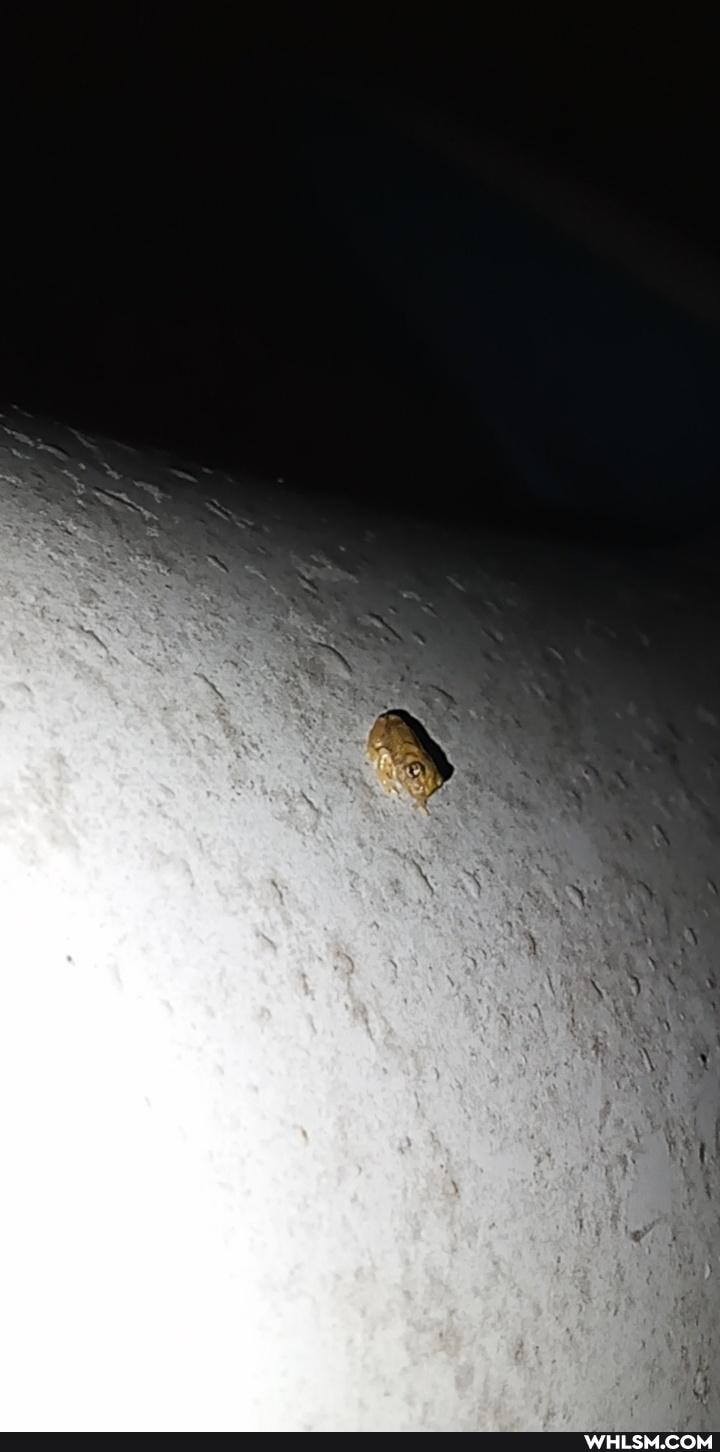 frog, nature, night