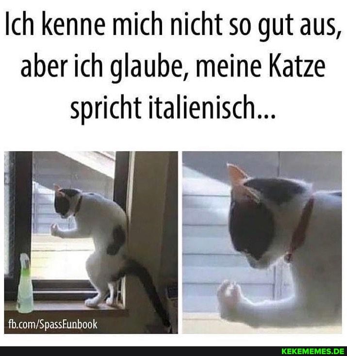 Ich kenne mich nicht so gut aus, aber ich glaube, meine Katze spricht italienisch...
fb.com-Spassfunbook